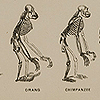 Page of text of and image of profile view of skeletons of a gibbon, orang, chimpanzee, gorilla, and human, from Chapman’s Evolution of life.