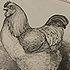 Images of fowl, illustrating their physical differences from one another, from Romanes’ Darwinism illustrated.