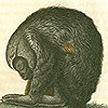 Image of the douroucouli , known today as the owl monkey (Aotus), from Cuvier’s The Animal Kingdom.