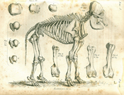 Image of elephant skeleton found in Cuvier’s Recherches sur les ossemens fossiles, 1821.