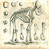 Image of elephant skeleton found in Cuvier’s Recherches sur les ossemens fossiles.