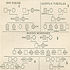 Genealogical tree with squares representing males, circles representing females, and shaded areas representing incidences of disease including skin afflictions, ulcers and tubercules, rheumatism, and kidney diseases, from Davenport’s Eugenics. Genealogical tree with squares representing males, circles representing females, and shaded areas representing incidence of disease including heart disease deaths and eye defects, from Davenport’s Eugenics.