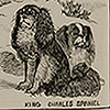 Drawings of various dogs; including a mastiff, bulldog, and dachshund, from Romanes’ Darwinism illustrated. Drawing of the hairless dog of Japan, and two images comparing skulls of the bulldog and the deer hound, from Romanes’ Darwinism illustrated.