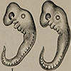Images illustrating three stages of embryonic development in a fish, a salamander, a tortoise and a chick, from Romanes’ Darwinism illustrated. Images illustrating three stages of embryonic development in a hog, a calf, a rabbit and a man, from Romanes’ Darwinism illustrated.