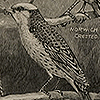 Image of a pair of long-tailed fowls sitting on a tree branch, paired with images of seven different types of canaries, from Romanes’ Darwinism illustrated.