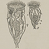 Text and image of "Relative sizes of a male and female Rotifer," from Geddes and Thomson's The evolution of sex. Text and image of "Figure of the female Rosellia with its parasitic pygmy male enlarged," from Geddes and Thomson's The evolution of sex.