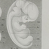 Image of the embryonic development of the tortoise, chick, dog, and man, from Haeckel’s The history of creation.
