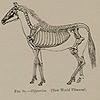 Image comparing two skeletons of pre-historic horses, from Romanes’ Darwinism illustrated. The right view and top view of the brains of fish, reptile, bird, mammal and man, from Romanes’ Darwinism illustrated.
