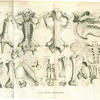 Foldout page with illustrations of hippopotamus bones, from Cuvier's Recherches sur les ossemens fossiles.