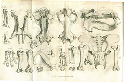 Foldout page with illustrations of hippopotamus bones, from Cuvier's Recherches sur les ossemens fossiles.