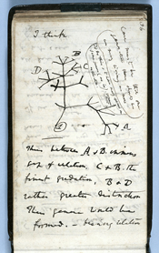 Drawing of evolutionary tree of life, from Darwin’s Notebook B.