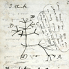 Evolutionary tree of life, in Charles Darwin, Notebook B, 1837-1838; Courtesy of Cambridge University Library/ Darwin Online.