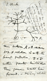 Evolutionary tree of life, in Charles Darwin, Notebook B, 1837-1838; courtesy of Cambridge University Library - Darwin Online.