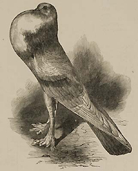 Image of the English pouter pigeon with its elaborate inflated crop, removing definition between the neck, beak, and chest, from Darwin's The variation of animals and plants.