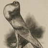 Image of the English pouter pigeon with its elaborate inflated crop, removing definition between the neck, beak, and chest, from Darwin's The variation of animals and plants.