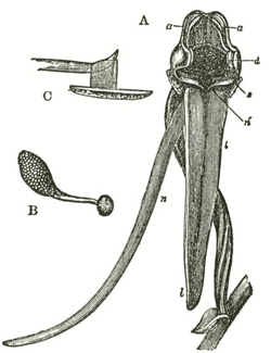 Diagrammatic depiction of orchid with all its petals removed in order to clearly illustrate areas of fertilization, from Darwin's On the fertilization of orchids.