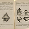 Images of five monkey heads, illustrating the variation in coloring among the genera, from Darwin's The descent of man.