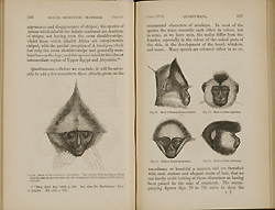 Images of five monkey heads, illustrating the variation in coloring among the genera, from Darwin's The descent of man.