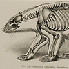 Drawing of the skeleton of a polar bear, with outline of body shape, from Romanes' Darwinism illustrated.