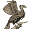 Drawing of restored Archeopteryx, from Romanes' Darwinism illustrated.