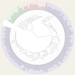 Modern representation of the tree of life, depicted in a more circular pattern.