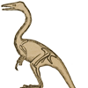 Outline of the body of Compsagnathus, from Huxley's Lectures on evolution.