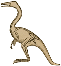 Outline of the body of Compsagnathus, from Huxley's Lectures on evolution.