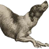 Image of relaxed and subservient dog with lowered tail, in a partially crouched position, from Darwin’s The expression of the emotions.