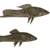 Image of the long tail attachment on male green swordtail fish versus the non-extended of a female, from Darwin’s The descent of man.