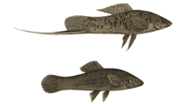 Image of the long tail attachment on male green swordtail fish versus the non-extended of a female, from Darwin’s The descent of man.