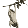 Image of an infant hanging from a tree branch, "supporting its own weight for over two minutes. The attitude of the lower limbs, feet and toes, is strikingly simian," from Romanes' Darwinism illustrated.