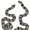 Image of two intertwined, nearly identical snakes, illustrating a "case of mimicry where a non-venomous species of snake resembles a venomous one," from Romanes' Darwinism illustrated.