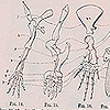 Text and image demonstrating the homologies of the bones in the arm-like extremities of a frog, turtle, mole, whale and fish" from  Le Conte’s Evolution. Text and image showing arm bones of a mosasaur, a serpentine marine reptile, from  Le Conte’s Evolution.