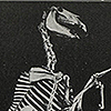 Page of text and image of skeletons of horse and man alongside one another, with the horse skeleton artificially moved into an upright position, from McCann’s God™or gorilla.