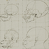 Foldout of facial anatomy from Camper’s Dissertation sur les variétés.