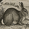 Drawings of the several varieties of rabbits, from Romanes’ Darwinism illustrated. Drawings of the several varieties of horses, from Romanes’ Darwinism illustrated.