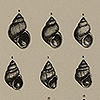 Page one of Romanes’ Darwinism illustrated, showing successive forms of a seashell.
