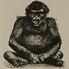 "Rudimentary, or vestigial and useless, muscles of the human ear," from Romanes’ Darwinism illustrated. Image of a young, sitting, male gorilla, from Romanes’ Darwinism illustrated.