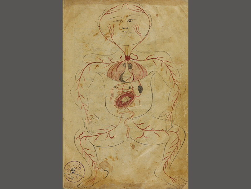 An outline drawing of a human with blood vessels and organs in torso