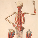 Colored figure of a man, showing his back, with his hand on his hip, showing skeletal structure