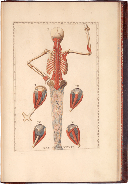 Colored figure of a man, showing his back, with his hand on his hip, showing skeletal structure