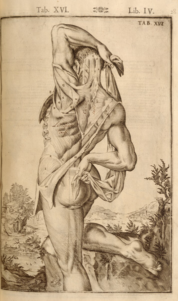 Standing man showing the viewer his dissected back