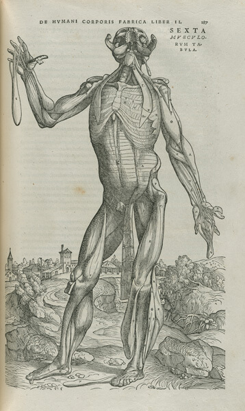 Standing nude male in landscape. Skin is flayed, exposing insides, and head thrown back