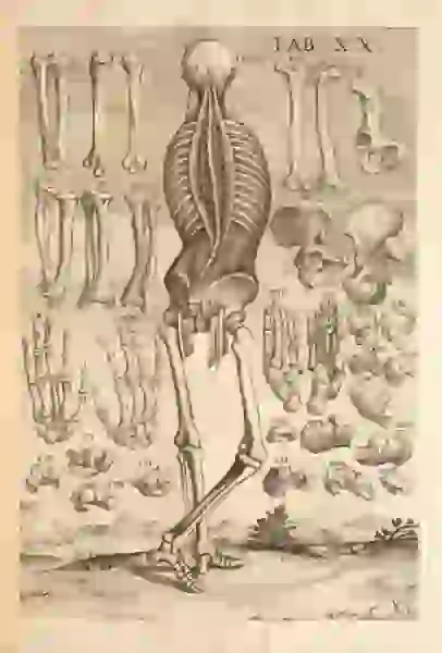 Skeleton shows dissected spine with exposed ribs, hip and legs, while other bones float in the air