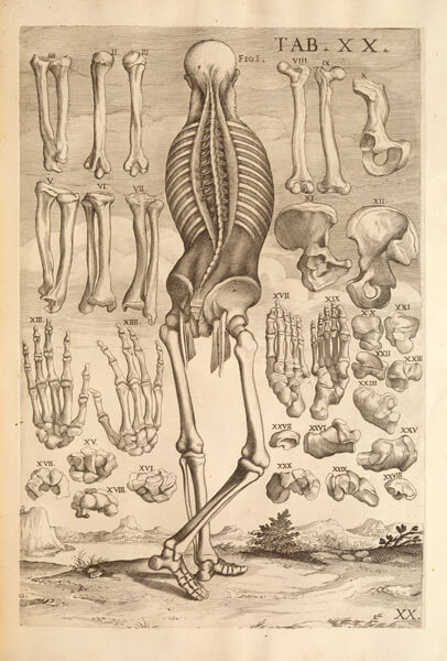 Skeleton shows dissected spine with exposed ribs, hip and legs, while other bones float in the air