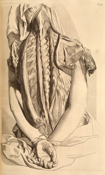 A realistically rendered view of a dissected woman’s back. Her hands are tied together.
