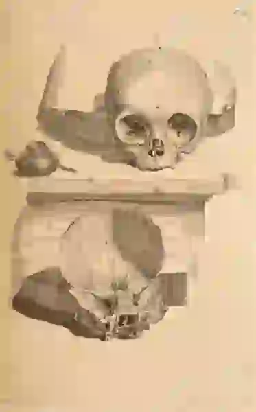 One skull shows exterior top half and the other its interior 