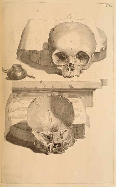 One skull shows exterior top half and the other its interior 