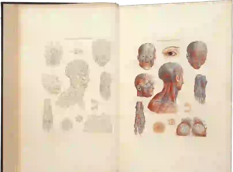 Four different views of anatomical heads showing veins, with other anatomical illustrations of an eys, two feet, etc.
