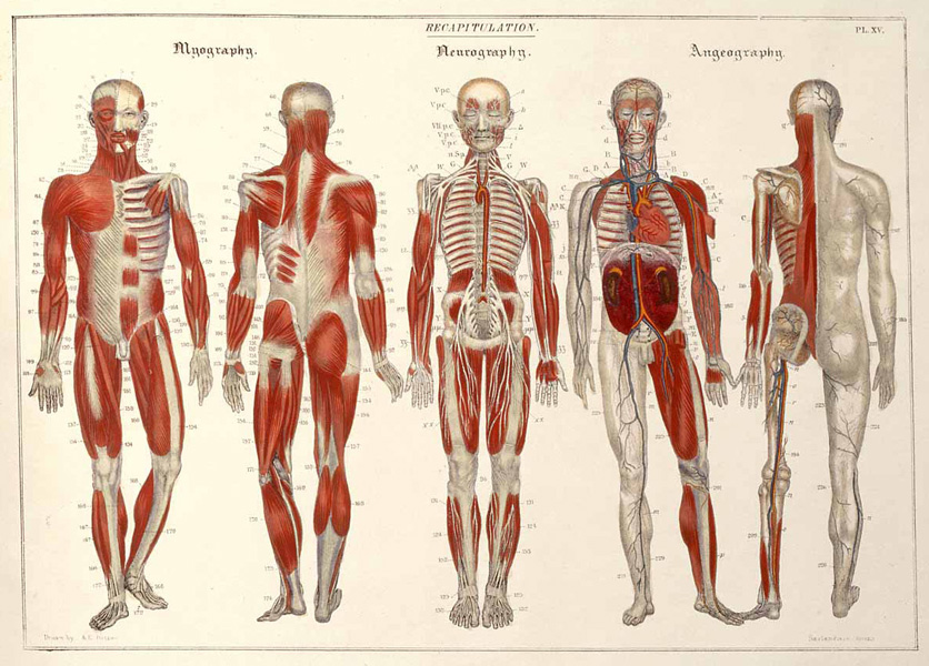 Five dissected male figures lined up to show muscular and skeletal anatomy